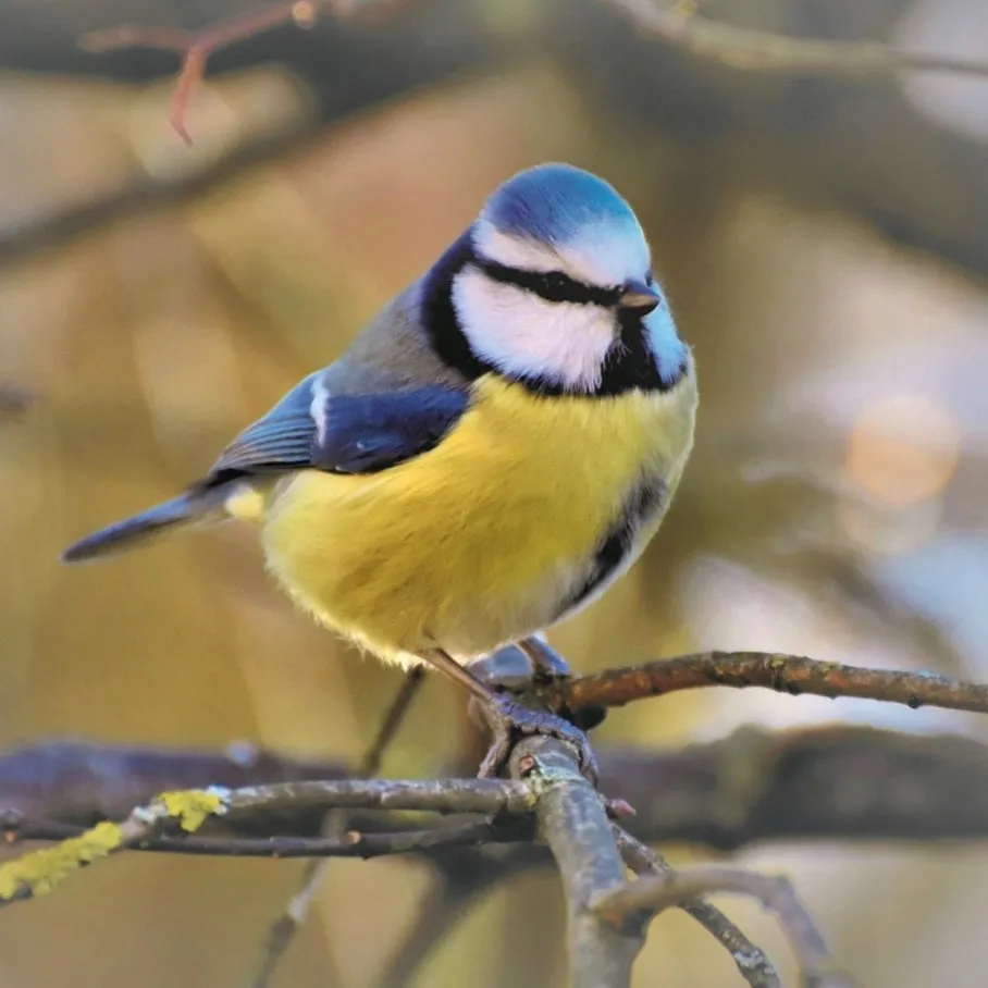 Handcrafted Irish Wooden Bird Tit Nest Box